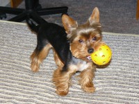 /album/yorkshire2014-cz/a7178389-kryti-jorksir-6-jpg2/