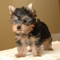 /album/yorkshire2014-cz/a1282740184-115701604-1-pictures-of-sweet-yorkshire-terrier-pups-for-sale-1282740184-jpg2/