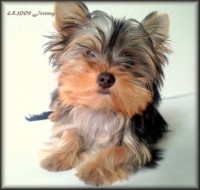 /album/yorkshire2014-cz/jorksirsky-terier-3-igallery-image0000007-640x480-logo-server-haficicz-jpg2/