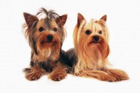 /album/yorkshire2014-cz/jorksirsky-terier-4-jpg2/