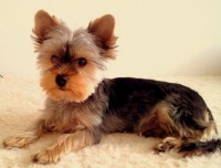 /album/yorkshire2014-cz/jorky-jpg2/