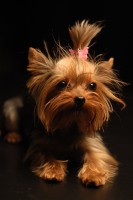 /album/yorkshire2014-cz/yorkshire-terrier-apple-jpg2/