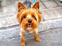 /album/yorkshire2014-cz/yorkshire-terrier-portrait-jpg2/