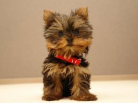 /album/yorkshire2014-cz/yorkshire-terrier-1-jpg2/