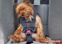 /album/yorkshire2014-cz/yorkshire-terrier-hairstyles-jpg2/