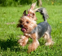 /album/yorkshire2014-cz/yorksirsky-terier-jorksirsky-terier-yorkshire-terrier-8-jpg2/