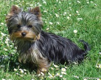 /album/yorkshire2014-cz/a325-jpg/