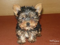 /album/yorkshire2014-cz/a5487999-jorksirsky-terier-yorksirsky-terier-mini-1-jpg/