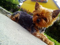 /album/yorkshire2014-cz/heidy3-jpg/