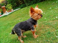 /album/yorkshire2014-cz/heidy6-jpg/