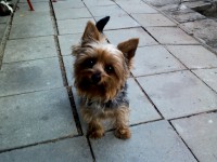 /album/yorkshire2014-cz/img245-jpg/