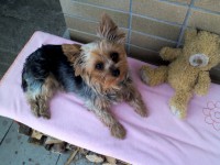 /album/yorkshire2014-cz/img275-jpg/