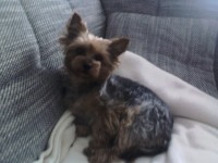 /album/yorkshire2014-cz/img543-jpg/