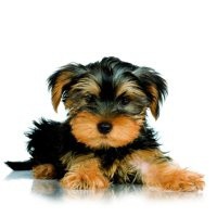 /album/yorkshire2014-cz/jorksir-jpg/