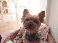 /album/yorkshire2014-cz/p8131718-jpg/